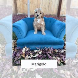 Marigold - Apricot female Goldendoodle puppy in Las Vegas, Nevada from Bridges Goldendoodles