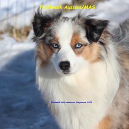 Piper - Miniature American Shepherd