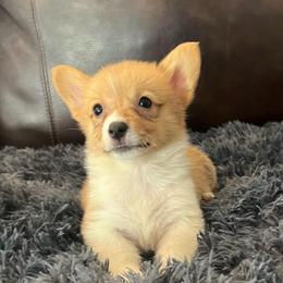 WM F4 - Red female Pembroke Welsh Corgi puppy in Stockton, Iowa from Infinity Corgis
