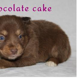 Chocolate Cake - Red tri Miniature Australian Shepherd puppy in Paris, Texas from Kuttin’ Up Mini Aussies