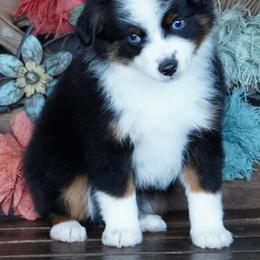 Black Tri - Black tri male Miniature Australian Shepherd puppy in Lawton, Oklahoma from Lindsey’s Aussies