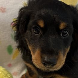 Dachshunds from Parker’s all American Doxies