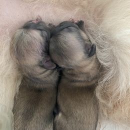 Pekingese Puppies from Andrea Johnson Pekingese