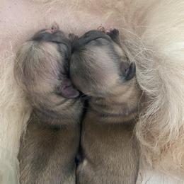 Pekingese Puppies from Andrea Johnson Pekingese
