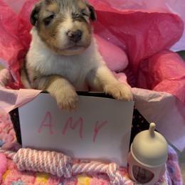 Amy - Blue merle white and tan female Collie puppy in Carencro, Louisiana from Cajun Bayou's Collies LLC