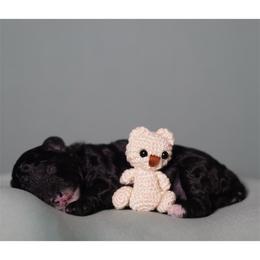 Uno (Blue Collar) - Black male Poodle puppy in Las Vegas, Nevada from Plush Toy Poodle Puppies & Pals