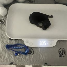 Blue boy - Black and tan male Yorkshire Terrier puppy in Las Vegas, Nevada from Lala’s Pups