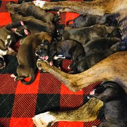 Boxer Puppies from Winchester Boxers