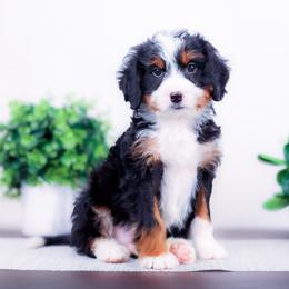 Teddy - Tri-color male Bernedoodle puppy in Arthur, Illinois from Central Illinois Bernedoodles