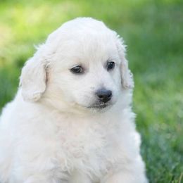 Goldendoodle and Poodle Puppies from Serenity Doodles