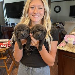 Chinese Shar-Pei Puppies from Cassandra Dinkel