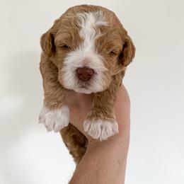 Star - male Cavapoochon puppy in Morris, Pennsylvania from Heartland Puppies