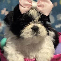 Colleen - Black and white female Shih Tzu puppy in Sharon, Pennsylvania from Keystone Danes and Shih tzus