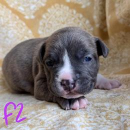 Blue brindle Female - Blue brindle female American Pit Bull Terrier puppy in Nine Mile Falls, Washington from Bartin Kennels