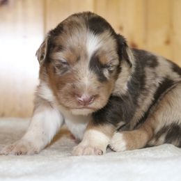 Nezuko - Red merle female Australian Shepherd puppy in Macon, Georgia from Shaina’s Shepherds