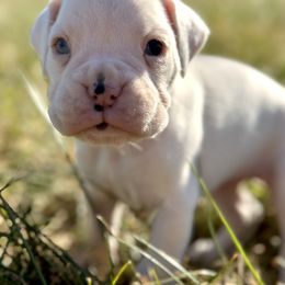 Boxer Puppies from Rocky Bottom Boxers
