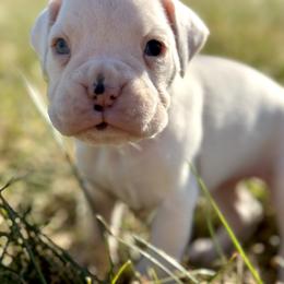 Boxer Puppies from Rocky Bottom Boxers