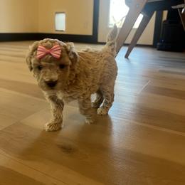 Cavapoo, Cockapoo, Goldendoodle, and Maltipoo Puppies from Perdue Puppies