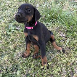 Peppa - Pink Collar - Black and rust female Doberman Pinscher puppy in Powder Springs, Georgia from Elite Dobermans of Atlanta