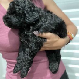 Poodle Puppies from The Rad Poodles