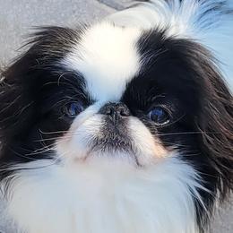 ROMA - Japanese Chin