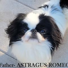 ROMA - Japanese Chin
