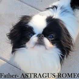 ROMA - Japanese Chin