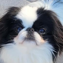ROMA - Japanese Chin