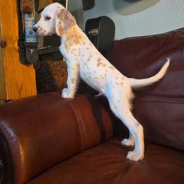 Pumba (for Mya only) - White and lemon male Dalmatian puppy in Salem, Missouri from Paradise Spots Dalmatians