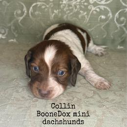 Collin - Piebald male Dachshund puppy in Lexington, Oklahoma from BooneDox Miniature Dachshunds