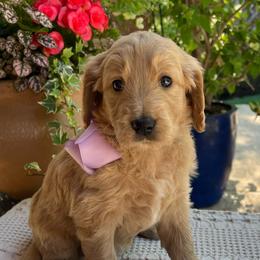 Lavender - Cream female Goldendoodle puppy in The Woodlands, Texas from Gracie's Goldendoodles and Bernedoodles