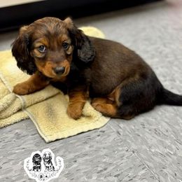 Dachshunds from Four Seasons Dachshunds