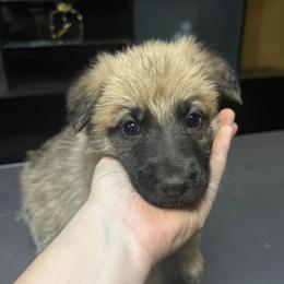 Purple - Sable female German Shepherd puppy in Lebanon, Pennsylvania from East Coast k9's