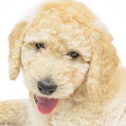 Poodle Puppies from DoodleHaven