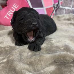 Delilah - Black female Miniature Schnauzer puppy in Lufkin, Texas from C&K’s Schnauzer House
