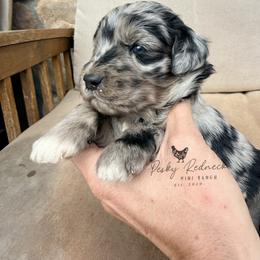 Aussiedoodle and Sarplaninac Puppies from Pesky Redneck Mini Ranch