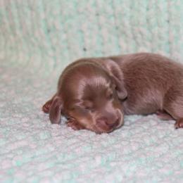 Girl 1 - female Dachshund puppy in Coldwater, Mississippi from Mississippi Shorties Miniature Dachshunds
