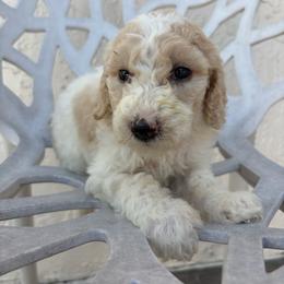 Tete - Parti female Goldendoodle puppy in Davie, Florida from Daviegoldendoodles