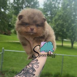 Mirabel - 7500.00 dollars - Chocolate merle female Pomeranian puppy in Perry County, Ohio from Speechless Pom’s