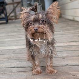 Charleigh - Yorkshire Terrier