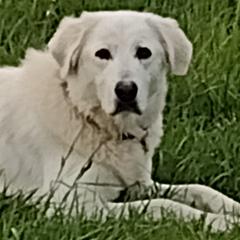 Petra - Maremma Sheepdog