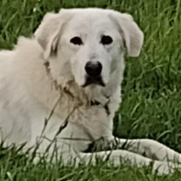 Petra - Maremma Sheepdog