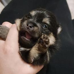 Joy - Black and tan female Pomeranian puppy in Fort Worth, Texas from Picture Perfect Poms