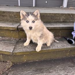 Eric - Blue male Pomsky puppy in Bucyrus, Missouri from Hill Top Pomskies