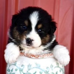 Flower - Black tri-color female Australian Shepherd puppy in Kirksville, Missouri from BellSharps Australian Shepherds