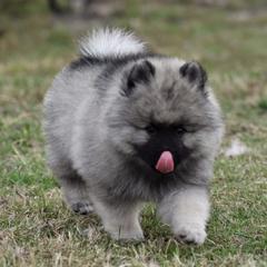 Keeshond Puppies from Anna Boehringer