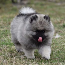 Keeshond Puppies from Anna Boehringer