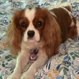 Cavalier King Charles Spaniels from Hood Canal Cavaliers