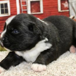 Black Tri - Black tri male Miniature Australian Shepherd puppy in Ronan, Montana from Dirt Road Aussie’s of Montana