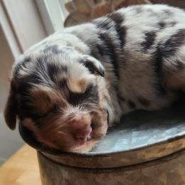 Ridger - Blue merle male Australian Shepherd puppy in Cable, Ohio from Resolute Aussies